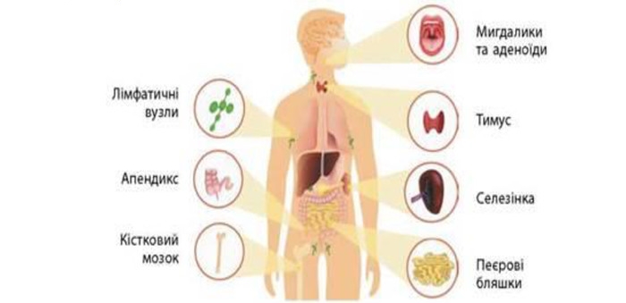 Картинки по запросу органи імунної системи